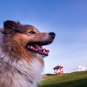 Shetland Sheep Dog watching over rolling green meadow, West Virginia