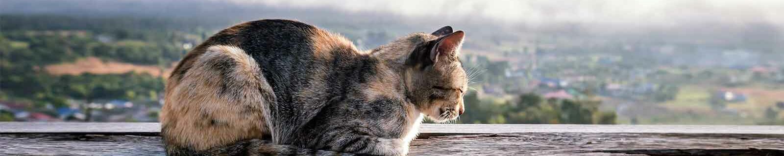 cat-sitting-on-windowsill-in-alaska