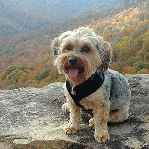 Dog hiking in Tennesse