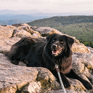 Dog in mountains of virginia