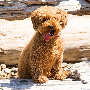 Dog in seattle park