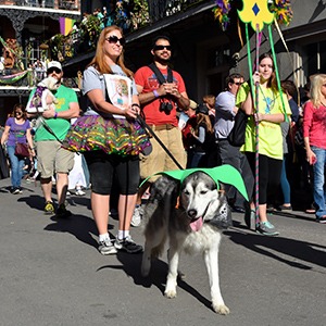 Dog parade in New Orleans French Quarter