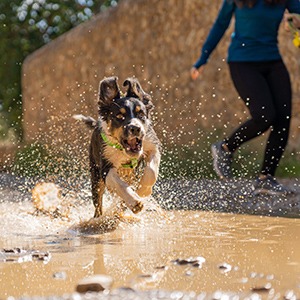 Dog playing in the mud