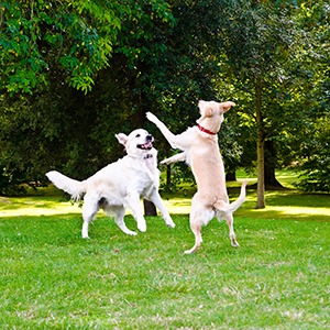 Two dogs playing in a field