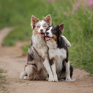 Inseparable dogs in nature
