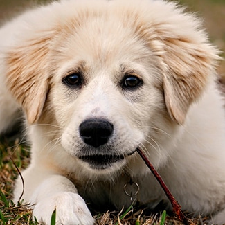 Great Pyrenees dog insurance