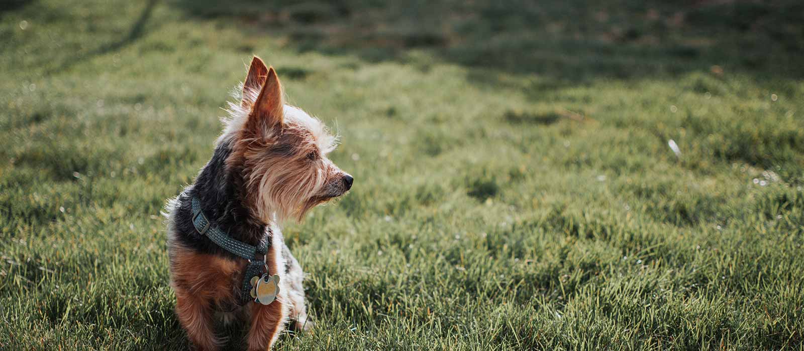 Best Pet Insurance For Yorkies