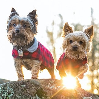 Yorkshire terriers enjoying the sunshine