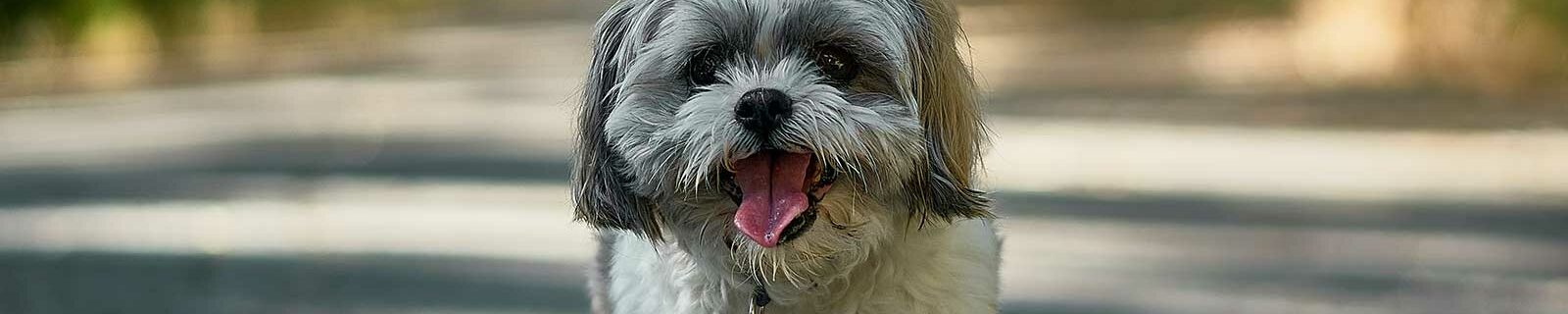 shih Tzu walking
