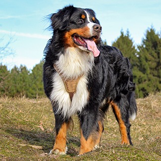 Bernese Mountain Dog Insurance