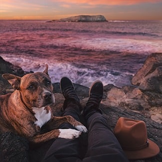 American staffie dog insurance