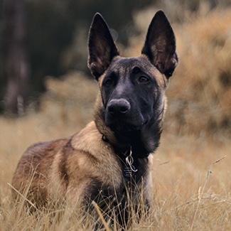 Belgian Malinois dog insurance