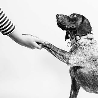 german shorthaired pointer