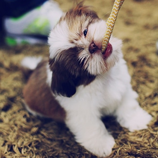 Lhasa Apso dog insurance