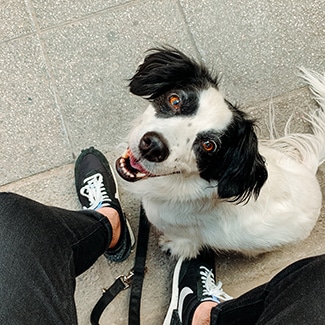 mixed breed dog insurance