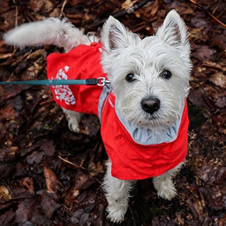 Westie dog insurance