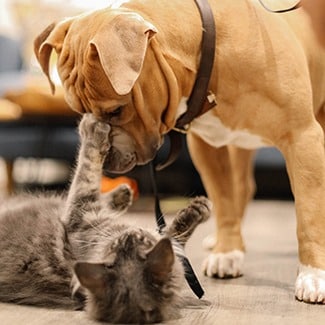 dog and cat pet insurance