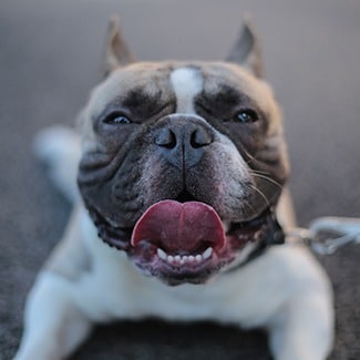 french bulldog pet insurance