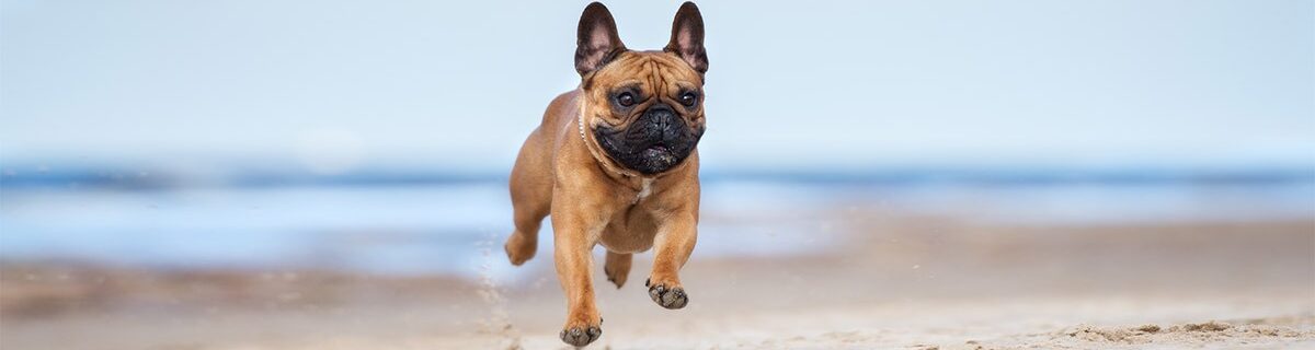 5 Best Pet Insurance for French Bulldogs (2022 Reviews)
