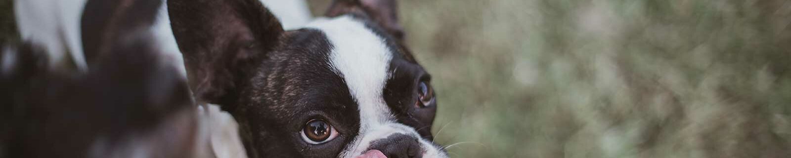 french bulldog pet insurance