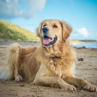 5 Best Pet Insurance for Golden Retrievers (2022 Reviews)