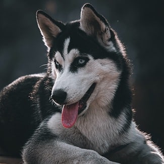 siberian husky pet insurance