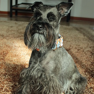 best pet insurance for miniature schnauzers