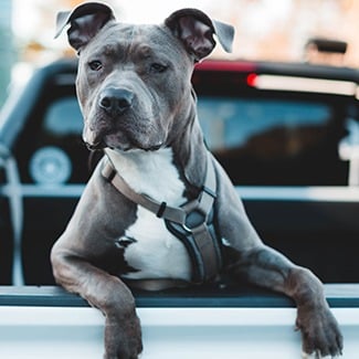 pitbull pet insurance