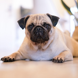 best pug pet insurance