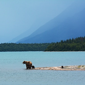 Grizzly bears in Alaska on the shore.