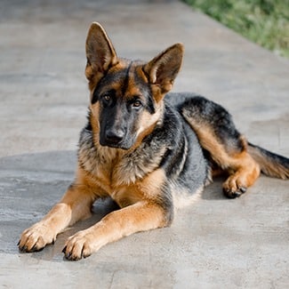 german shepherd pet insurance