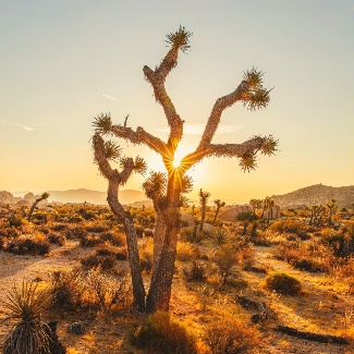 What To Wear to Joshua Tree