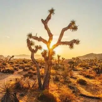 What To Wear to Joshua Tree