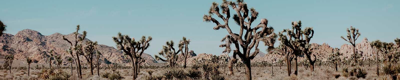 what to pack for Joshua Tree