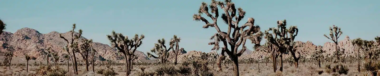 what to pack for Joshua Tree