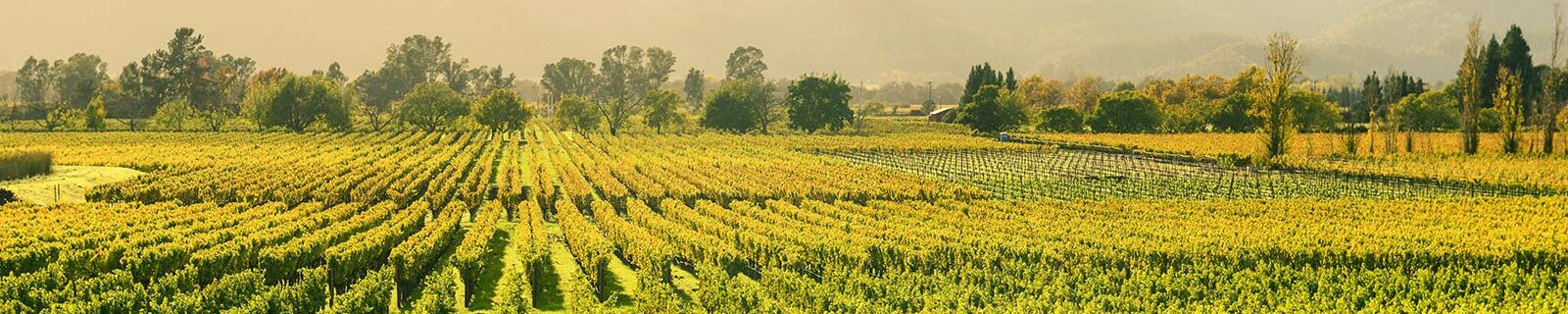 Napa header image, vineyards