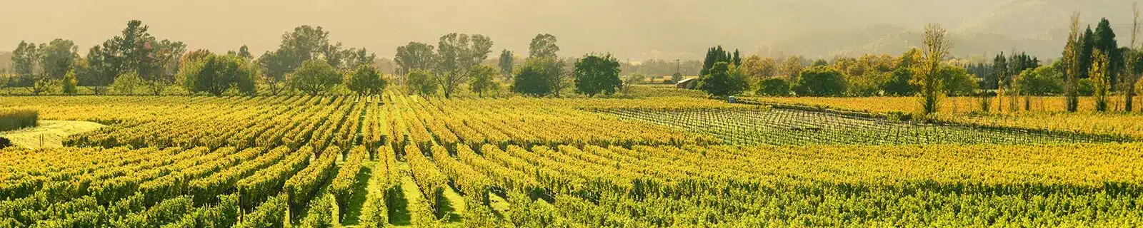 Napa header image, vineyards