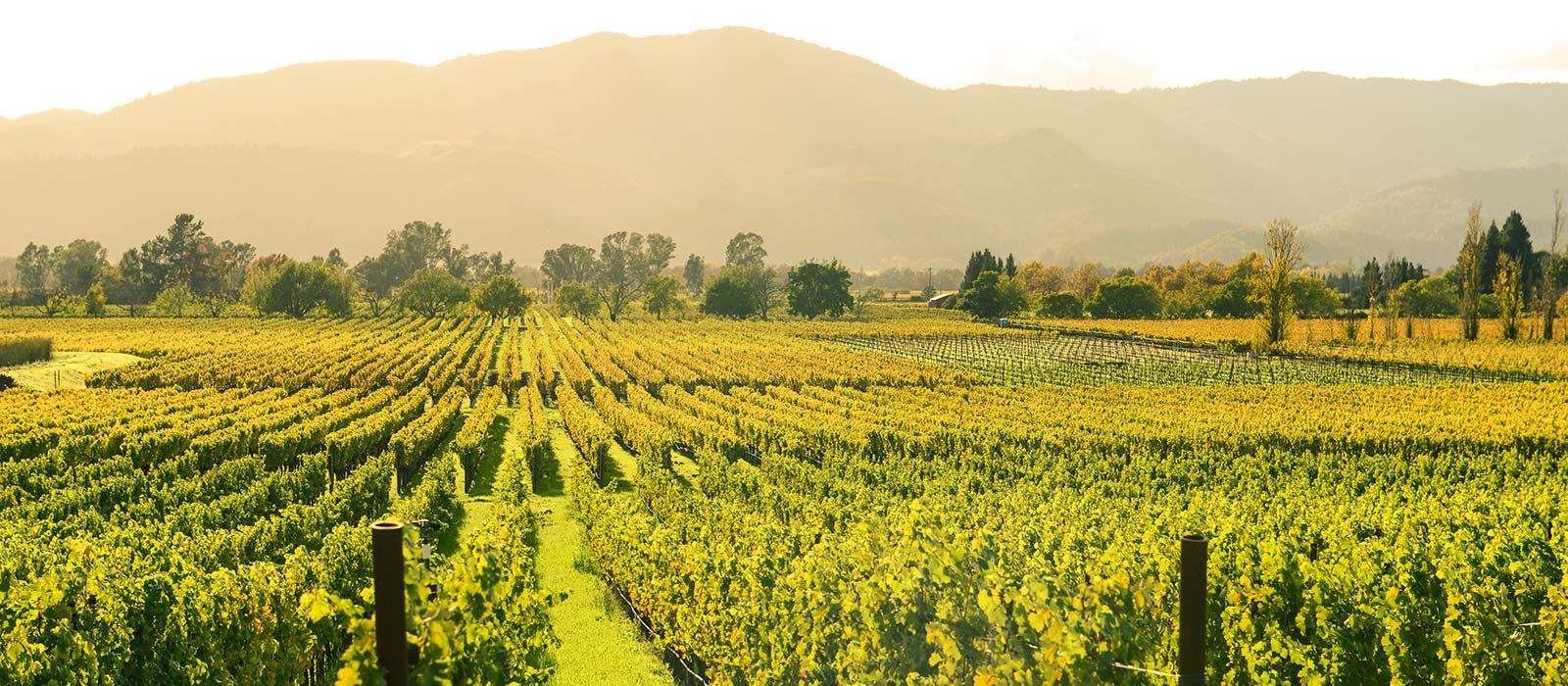 20 Top Napa Valley Packing List Items for 2024 + What to Wear & NOT to