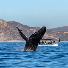 Whale-watching is an epic experience