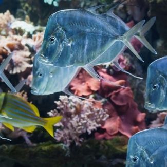 Peruse the Bermuda Aquarium, Museum & Zoo