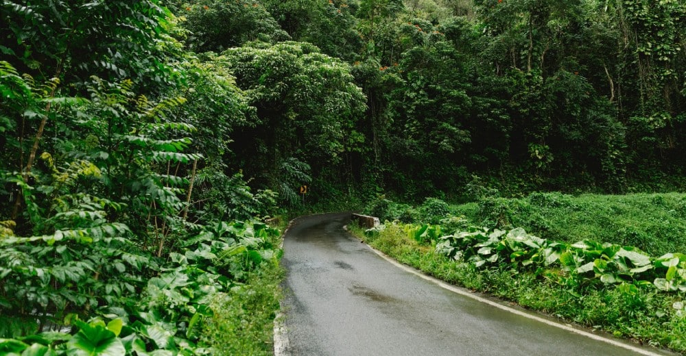 Drive the Road to Hāna (2)