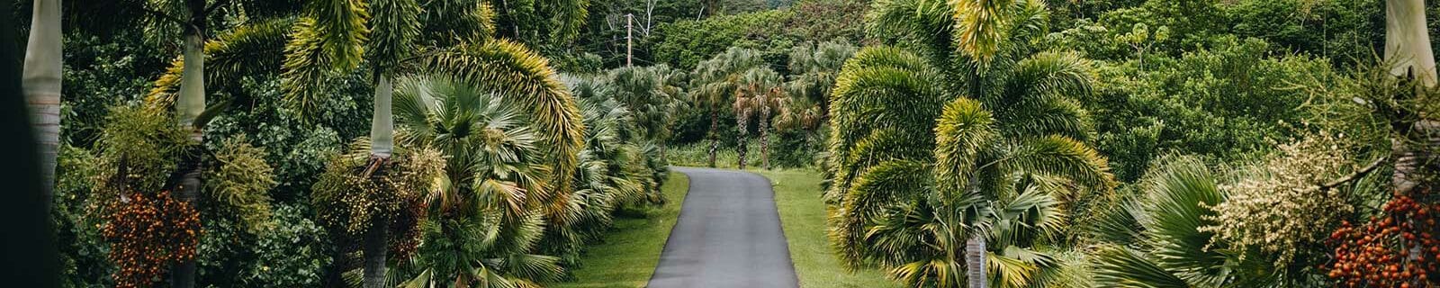 Oahu jungle road