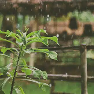 WET or MONSOON SEASON